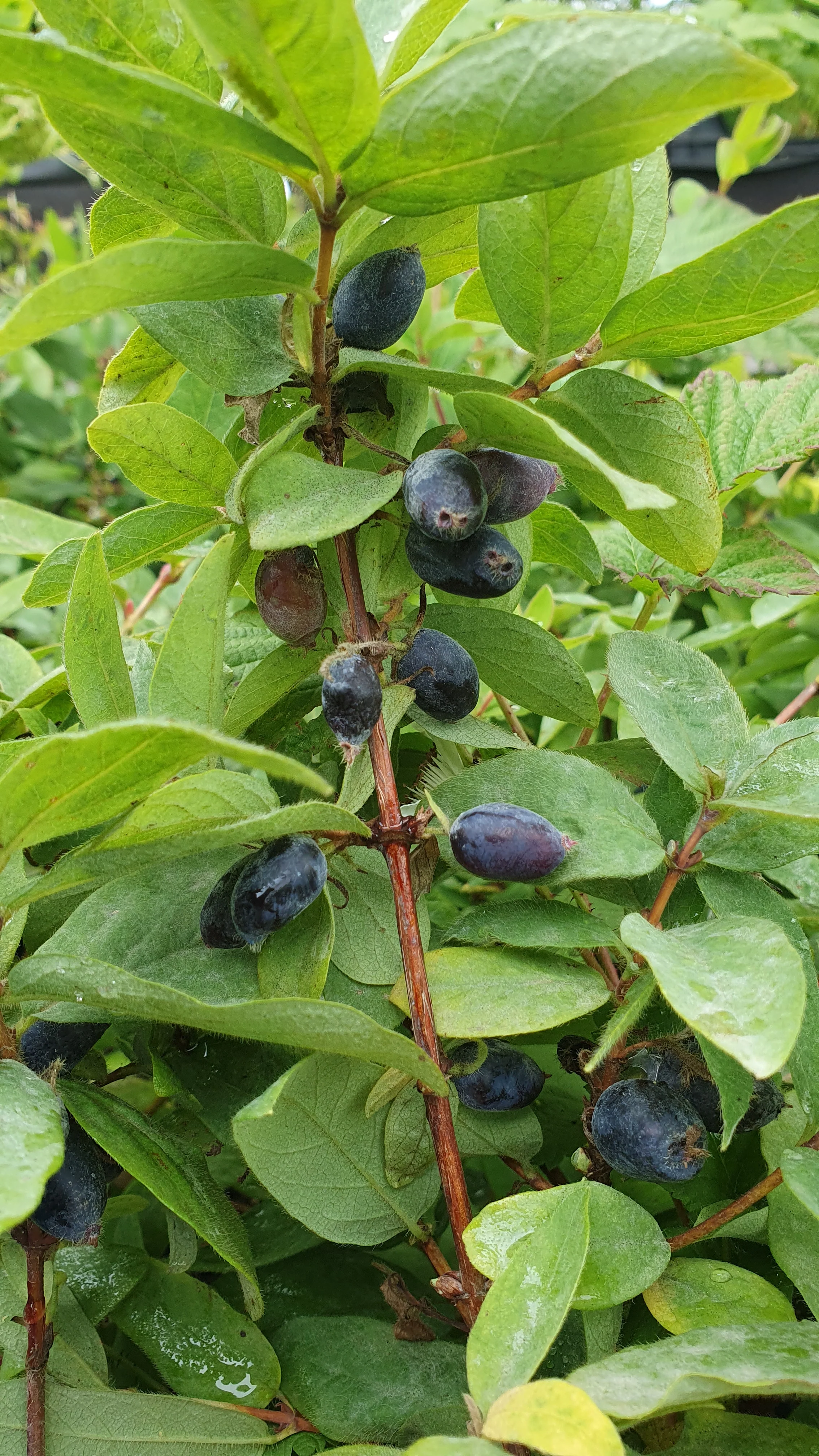 Miniature 1