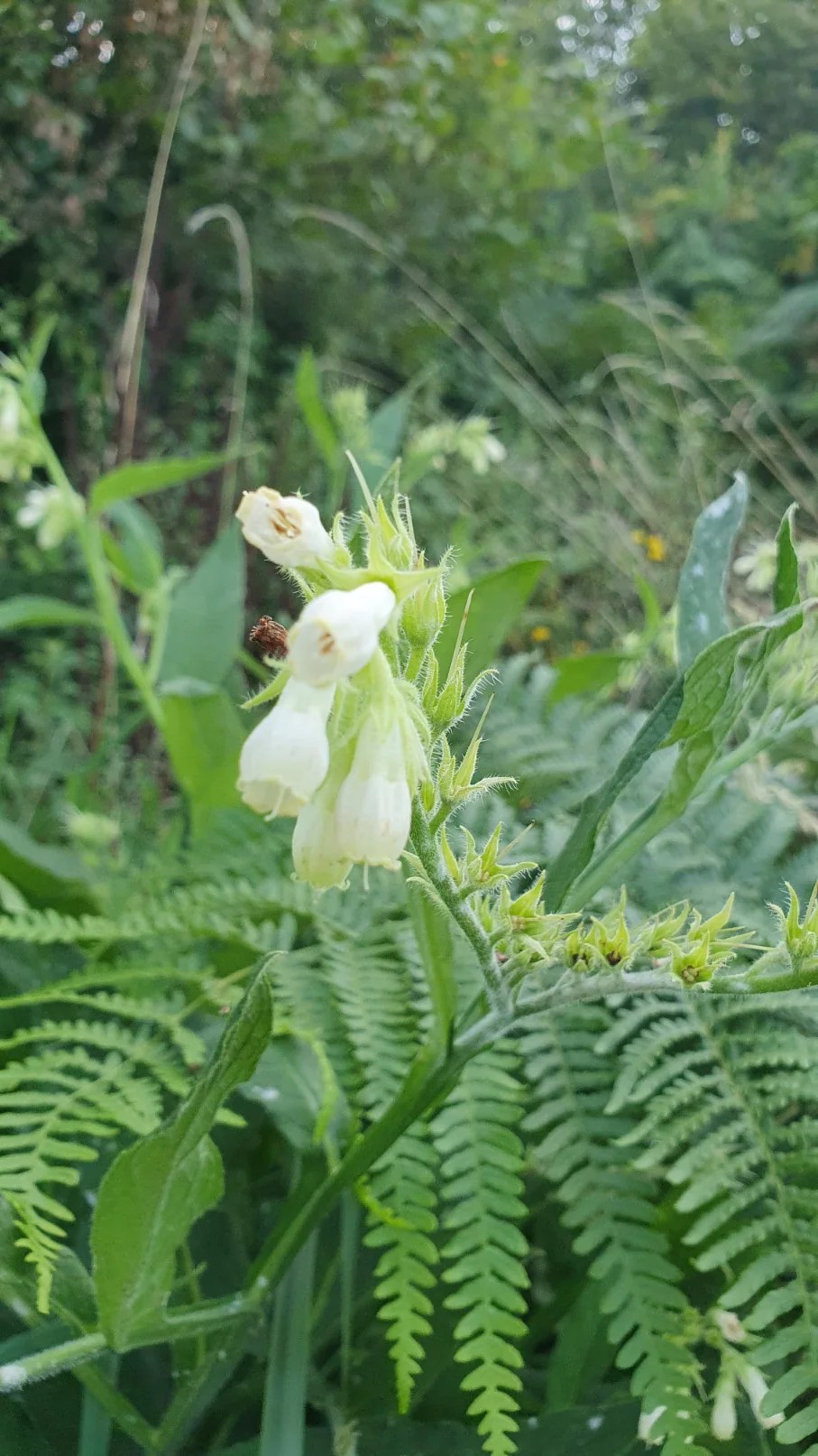 Miniature 2