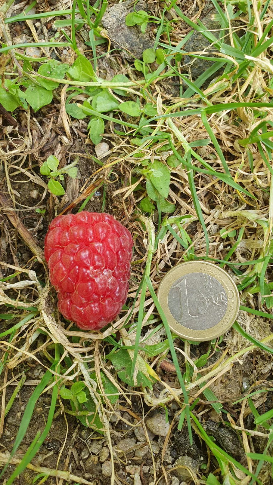 Miniature 1
