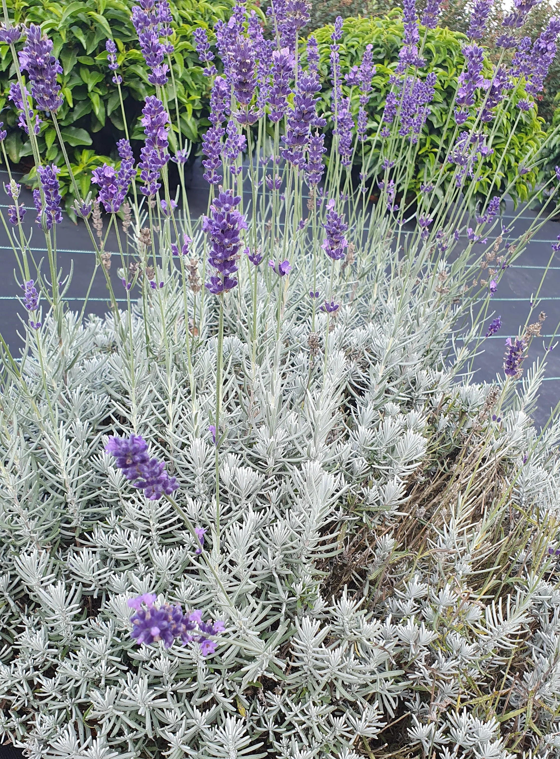 Plants de fleurs